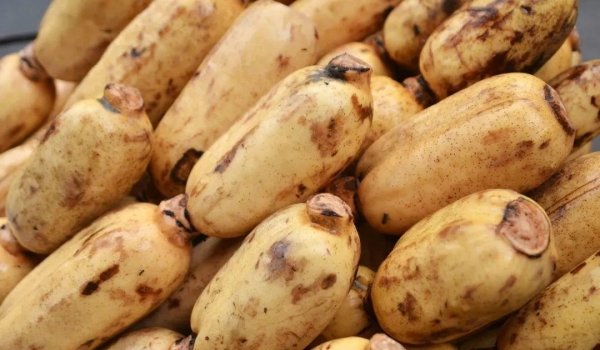 莲藕全身都是宝？藕的不同部位有不同的食疗效果，却被很多人忽略1