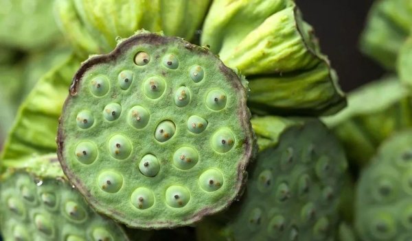 莲藕全身都是宝？藕的不同部位有不同的食疗效果，却被很多人忽略3