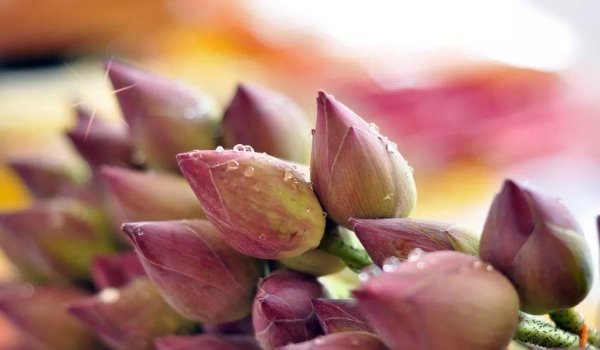 莲藕全身都是宝？藕的不同部位有不同的食疗效果，却被很多人忽略4