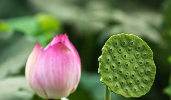 莲藕全身都是宝？藕的不同部位有不同的食疗效果，却被很多人忽略6