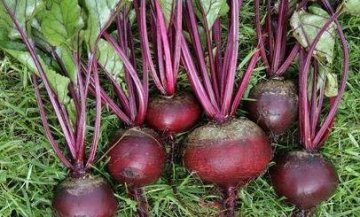 平时常吃3种食物，补血益气，滋阴润燥3