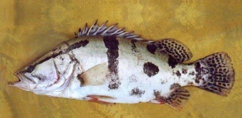 我们来看看女性和孩子经常吃鱼的好处有哪些呢？2