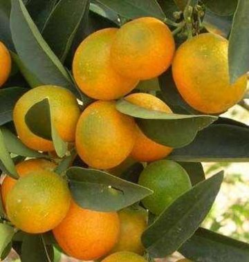 女生脱发怎么办，推荐几款食疗方法解决女生脱发问题6