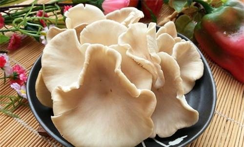 鲍鱼菇的食疗功效-鲍鱼菇图片3