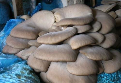 鲍鱼菇的食疗功效-鲍鱼菇图片4