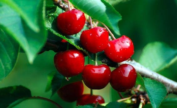 女人脸上长皱纹不要怕，多吃此果子，美白祛斑、改善睡眠1