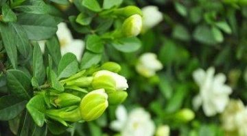 吃推荐的食物，补中益气、养血安神、健脾又养胃3