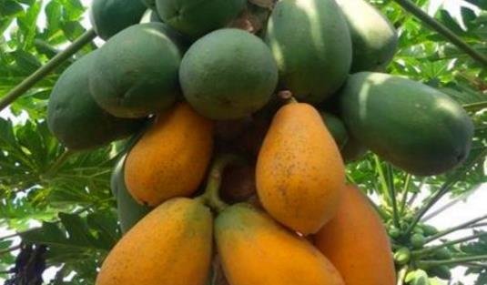 女人来月经时，常吃的食物，排出毒素，补血润肤，缓解经期腹痛2