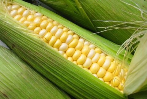 此物是天然维生素A，每周给孩子吃一次，保护眼睛，健胃开胃2