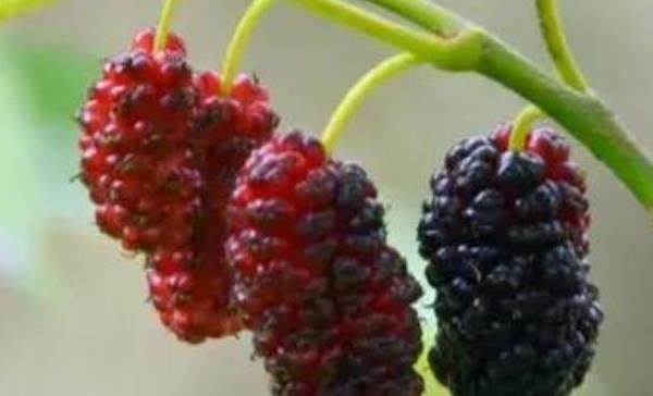 桑葚有着【民间圣果】美誉，还是【补血果】，常吃对身体好处多多1