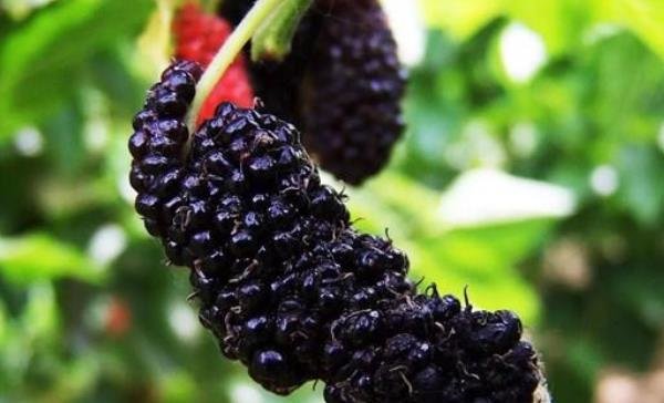 桑葚有着【民间圣果】美誉，还是【补血果】，常吃对身体好处多多2