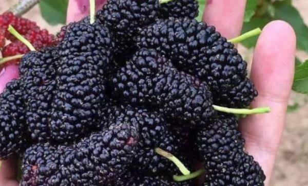 桑葚有着【民间圣果】美誉，还是【补血果】，常吃对身体好处多多3