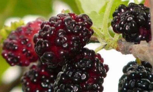 桑葚有着【民间圣果】美誉，还是【补血果】，常吃对身体好处多多4