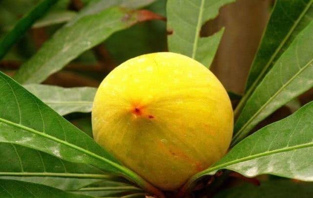 爱吃的人更健康，3种营养食物必不可少，补气润肺，排毒养颜！1