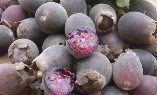 推荐3种食物【甘蓝、糙米、桃金娘】，补气补血，滋补身体3