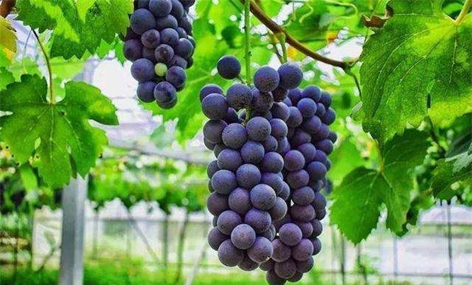 提前为您准备，夏日多吃3种食物，补血强智，健胃生津1