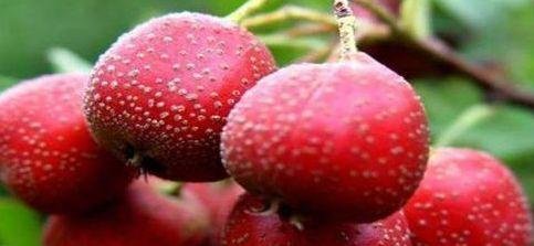 适合常吃的食物，排毒养颜，补血益气，降压降脂3