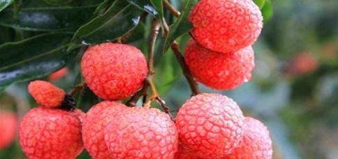 适合常吃的食物，排毒养颜，补血益气，降压降脂4