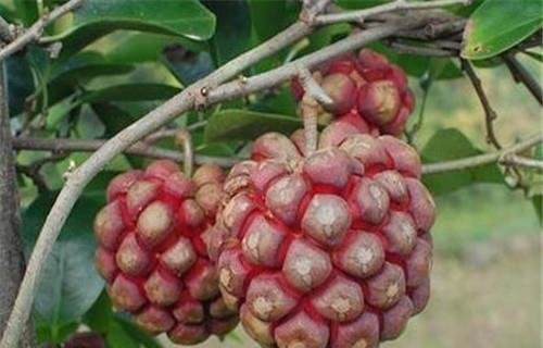 冬季养生推荐吃4种食物，补气血，抗衰老，健脑益智，增强记忆3