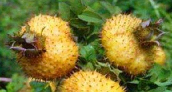 爱美女人都在吃的食物，补血养颜，滋阴补虚，促进毒素排出2