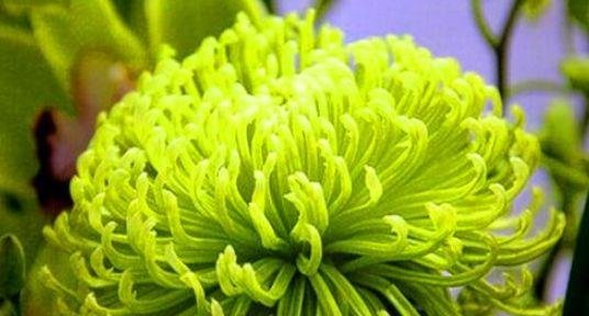 爱美女人都在吃的食物，补血养颜，滋阴补虚，促进毒素排出3