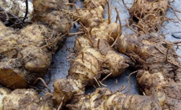 天冷身体亏虚阴损，煲汤熬粥加点它，健脾、润肺、还补肾3