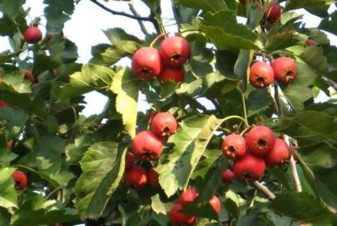 人到中年，推荐4种食物，美白护肤，滋阴补气，呵护身体2