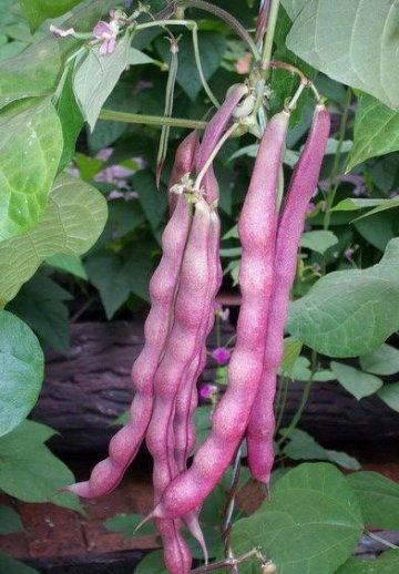 冬季养生，推荐常吃4种食物，滋阴补气，排毒养颜，清理子宫垃圾1