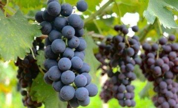 冬季养生，推荐常吃4种食物，滋阴补气，排毒养颜，清理子宫垃圾4