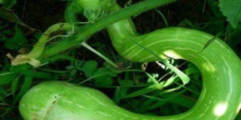 很常见的3种食物，美容养颜、补血益气，身体棒棒哒！1