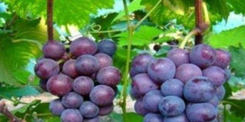 很常见的3种食物，美容养颜、补血益气，身体棒棒哒！2