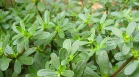 很常见的3种食物，美容养颜、补血益气，身体棒棒哒！3