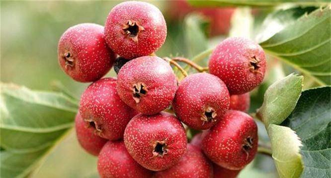 越吃越年轻的3种食物，补血养颜、滋润肌肤2