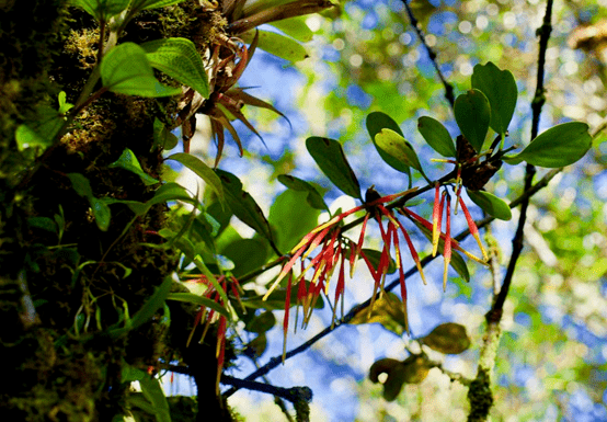 一味不被重视的植物中药，土里不生水里不长，补肝肾强筋骨祛风湿