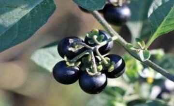 推荐3种适合中年人吃的食物2