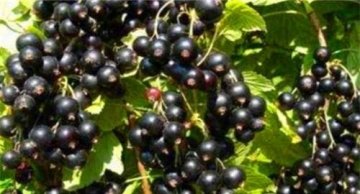 推荐3种适合女性常吃的食物2