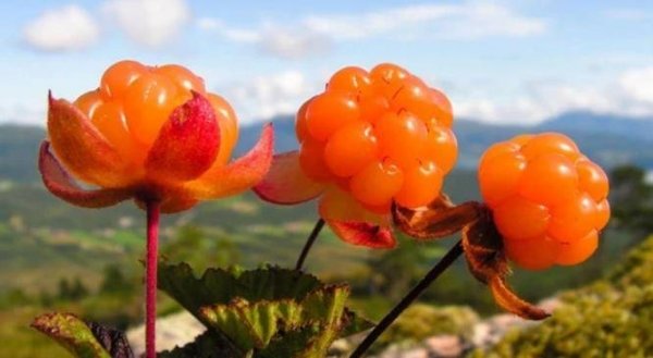 推荐3种适合女性吃了淡化皱纹的食物1