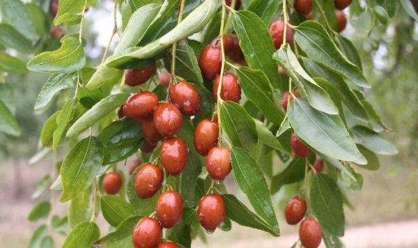 经期过后喝什么补血补气汤1