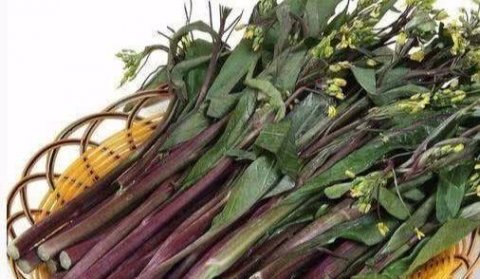 增强体质，排毒清肠，健胃助消化，常吃四种食物3