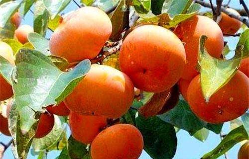 推荐4种食物，健胃消食，排毒润肠1