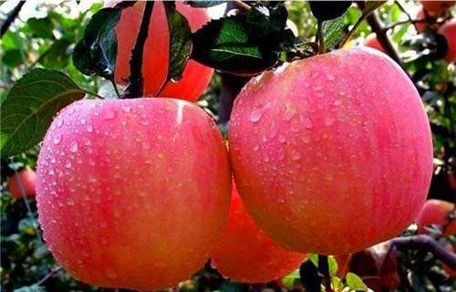 推荐4种食物，健胃消食，排毒润肠2