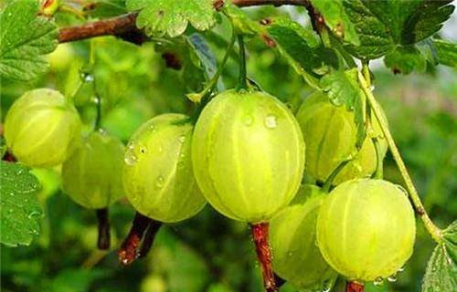 推荐4种食物，健胃消食，排毒润肠3