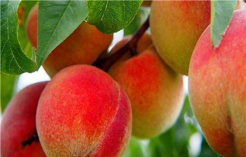 推荐4种食物，健胃消食，排毒润肠4