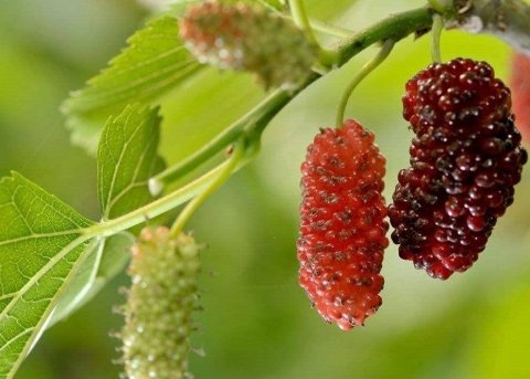 推荐【马兰、莼菜、韭黄、桑葚】，健胃消食，排毒润肠4