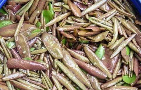 补血莼菜比阿胶强，每天来一盘，皮肤水润气色佳，清肠道1