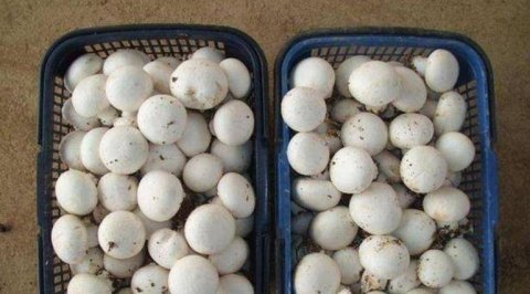 对身体很好的3种养生食物，女性不妨常吃，滋补气血，增强体质1