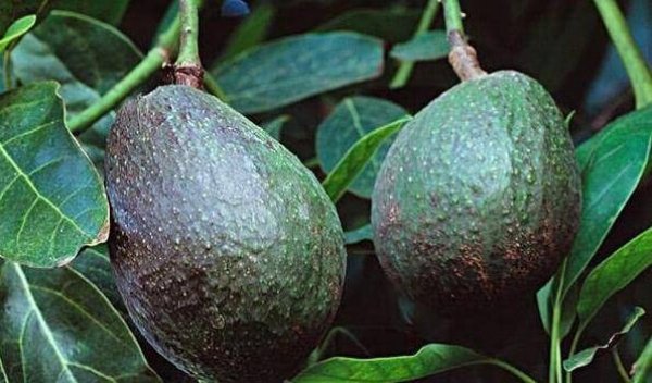 女人多吃以下食物，健脾益气，润肠通便4