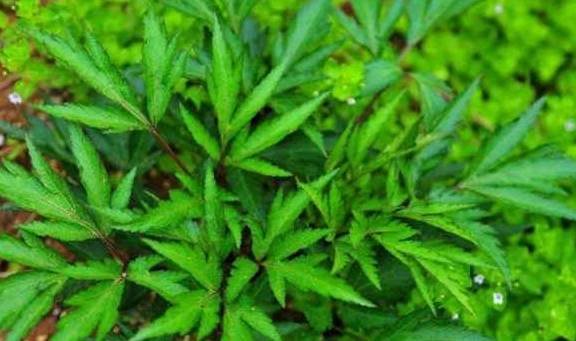 它【通血滞、补血虚、润血枯、抚血乱、散血寒】，使气血各有所归2