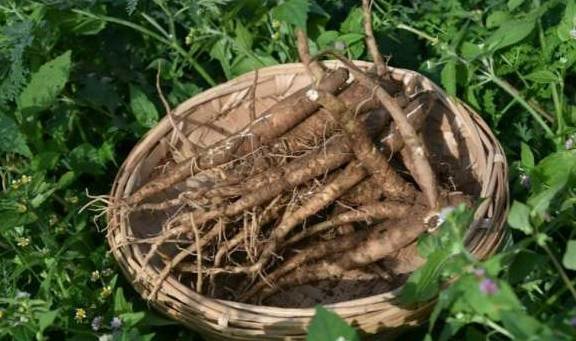 它【通血滞、补血虚、润血枯、抚血乱、散血寒】，使气血各有所归6