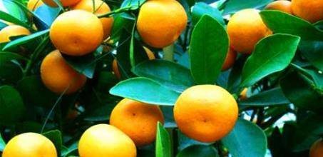 常吃3种食物，排毒养颜，美白祛斑，比护肤品还见效1